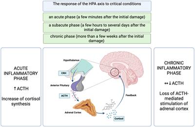Critical illness-related corticosteroid insufficiency (CIRCI) - an overview of pathogenesis, clinical presentation and management